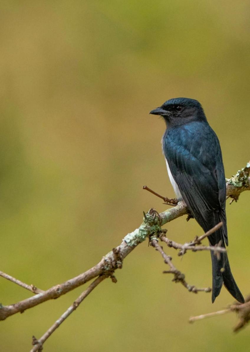 Angels Nest Home Stay 2 Acra Private Plantation Mountain Area Balconey Sunrice View Nearby Ngarhole Wild Life , Tholpetty Wild Life , Pakshipathalam Bird Santuary , Kuruva Island # Thirunelly & Thrissilery Temple Near By Secure Stay Wayanad Kerala Chegāt エクステリア 写真