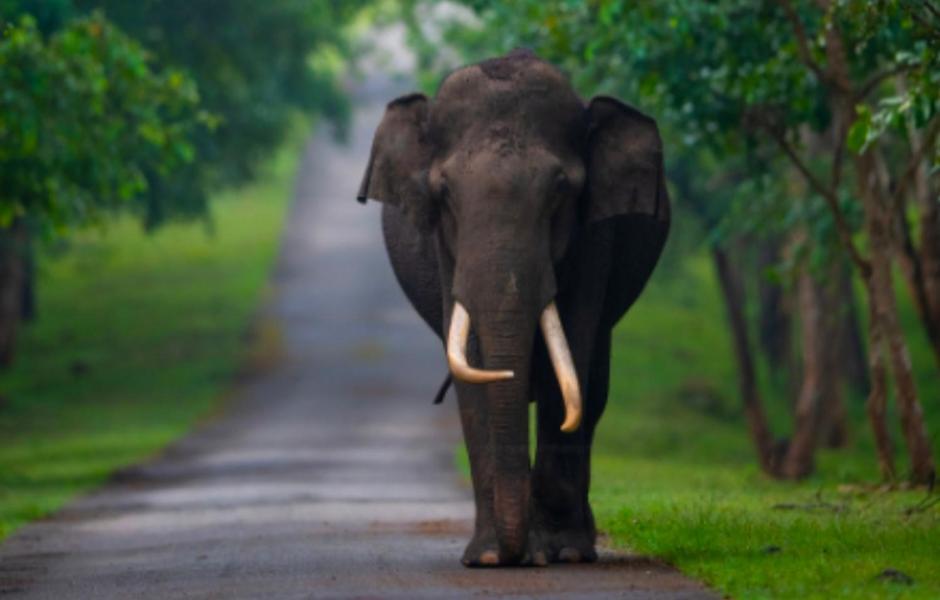 Angels Nest Home Stay 2 Acra Private Plantation Mountain Area Balconey Sunrice View Nearby Ngarhole Wild Life , Tholpetty Wild Life , Pakshipathalam Bird Santuary , Kuruva Island # Thirunelly & Thrissilery Temple Near By Secure Stay Wayanad Kerala Chegāt エクステリア 写真